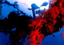 Red soft coral hanging off spar of a wreck Gulf of Acaba,... by Marylin Batt 